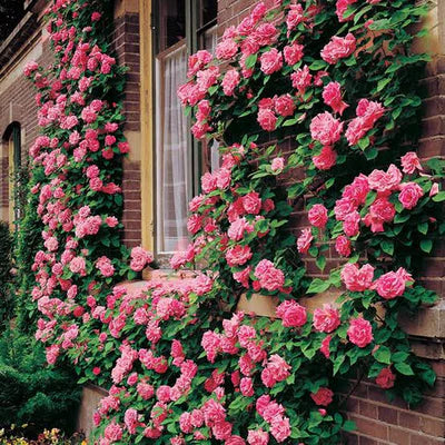 Eden Premium Elegant Climbing Rose Flower Seeds (Pack of 200)