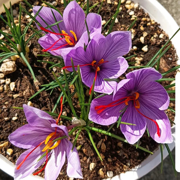 Saffron Bulbs + Free plant growth supplement