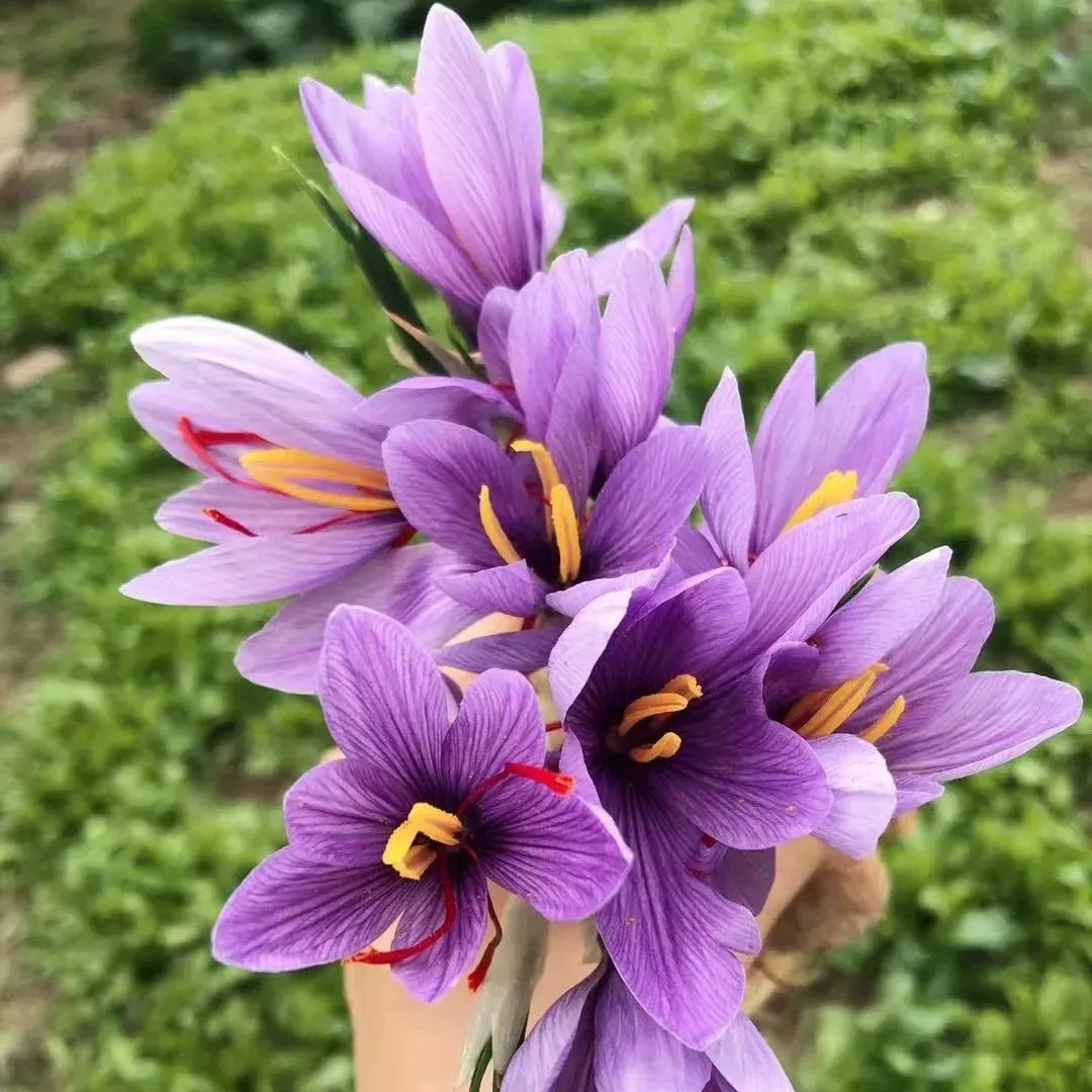 Saffron Bulbs + Free plant growth supplement