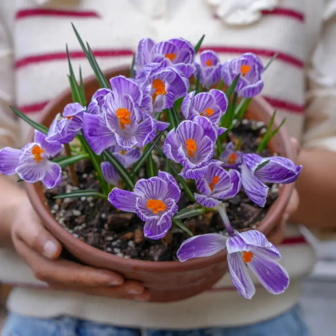 Saffron Bulbs + Free plant growth supplement