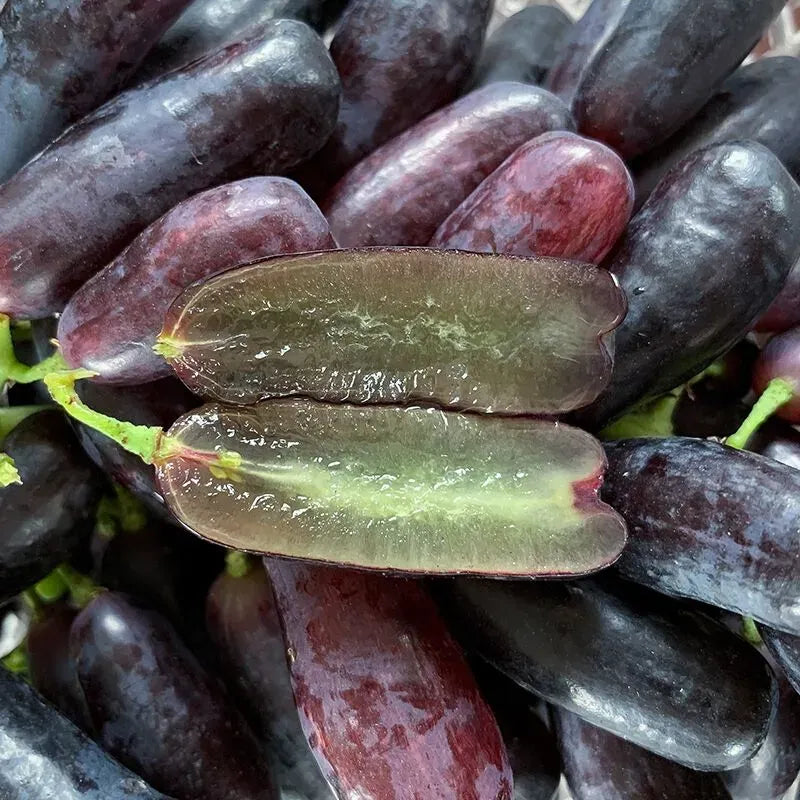 (100g) 🍇 SapphireVine® – Premium High-Yield Blue Grape Seeds (with Free Organic Pot Mix)