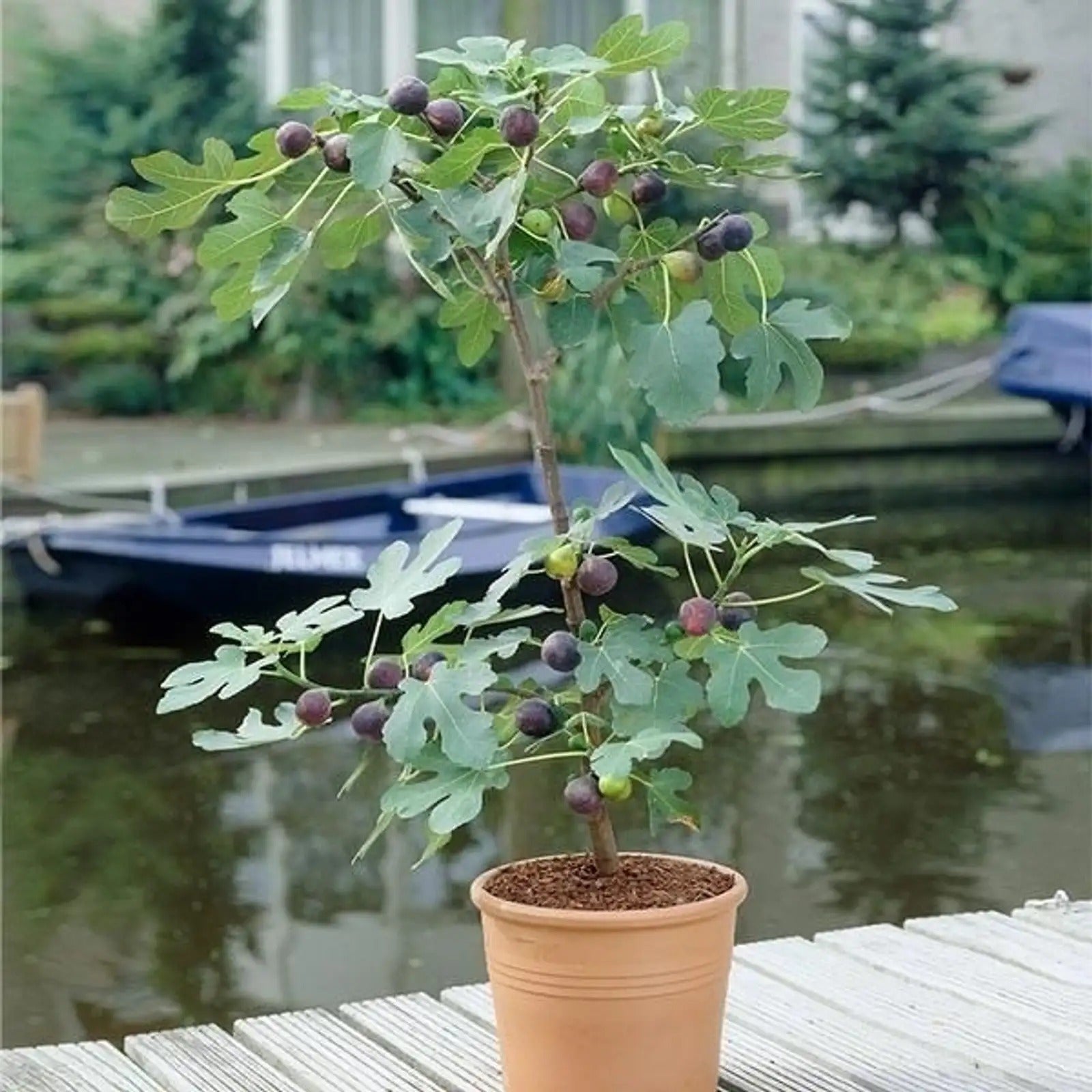 (BUY 1 PACK GET 1 FREE) VitaFig® - Premium Fig Tree Seeds
