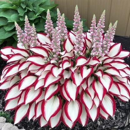 (Buy 1 Get 2 Free + Free Plant Booster) ShadeSilk® - Premium Hosta Flower Seeds