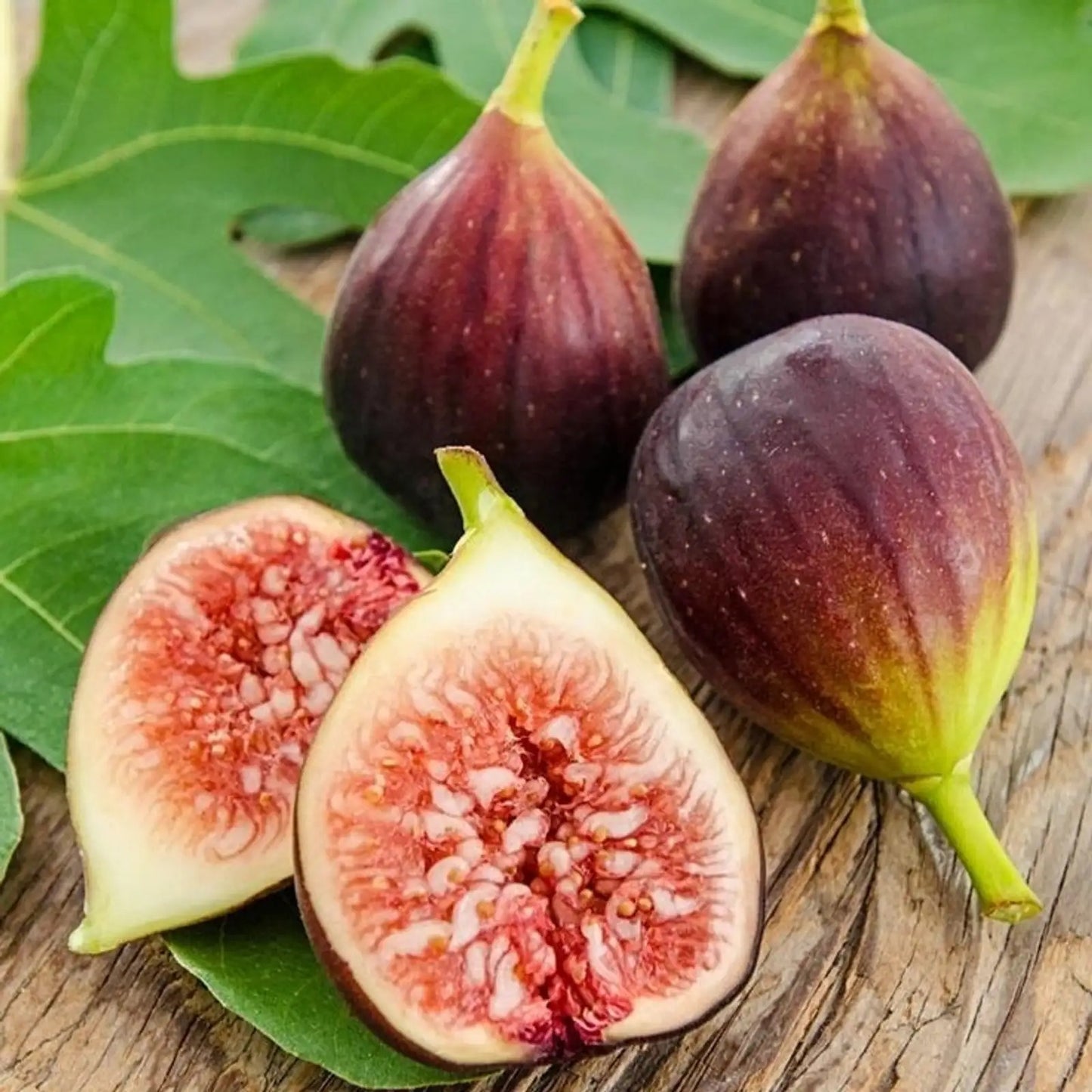 (BUY 1 PACK GET 1 FREE) VitaFig® - Premium Fig Tree Seeds