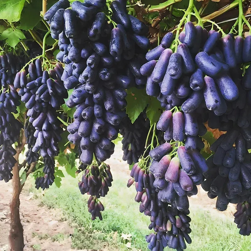 (100g) 🍇 SapphireVine® – Premium High-Yield Blue Grape Seeds (with Free Organic Pot Mix)