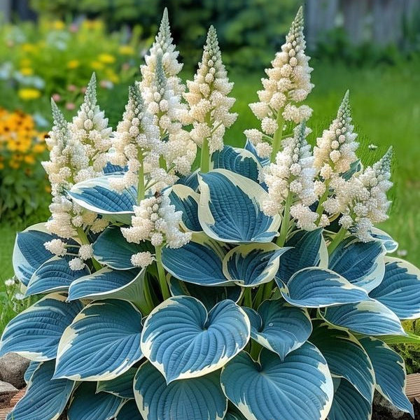 (Buy 1 Get 2 Free + Free Plant Booster) ShadeSilk® - Premium Hosta Flower Seeds